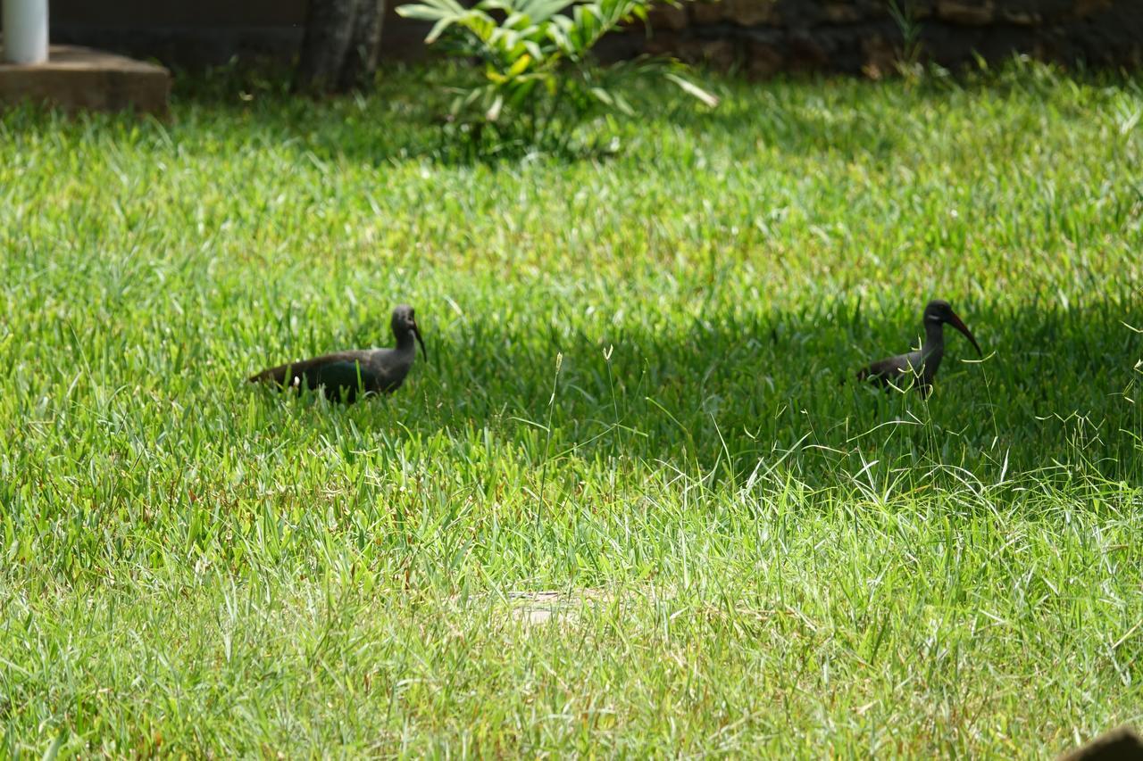 Residence Maison Muege Kilifi Eksteriør billede