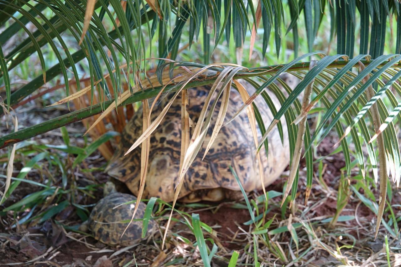 Residence Maison Muege Kilifi Eksteriør billede