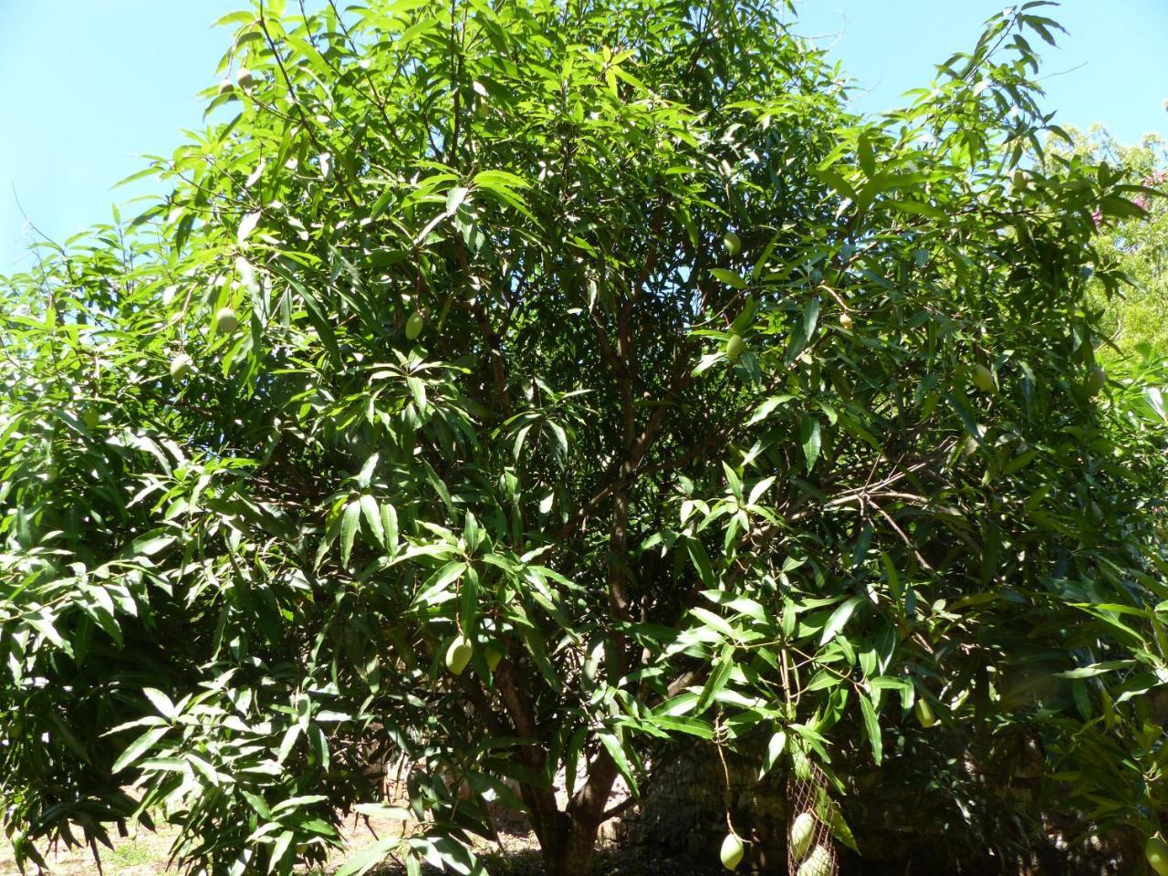 Residence Maison Muege Kilifi Eksteriør billede